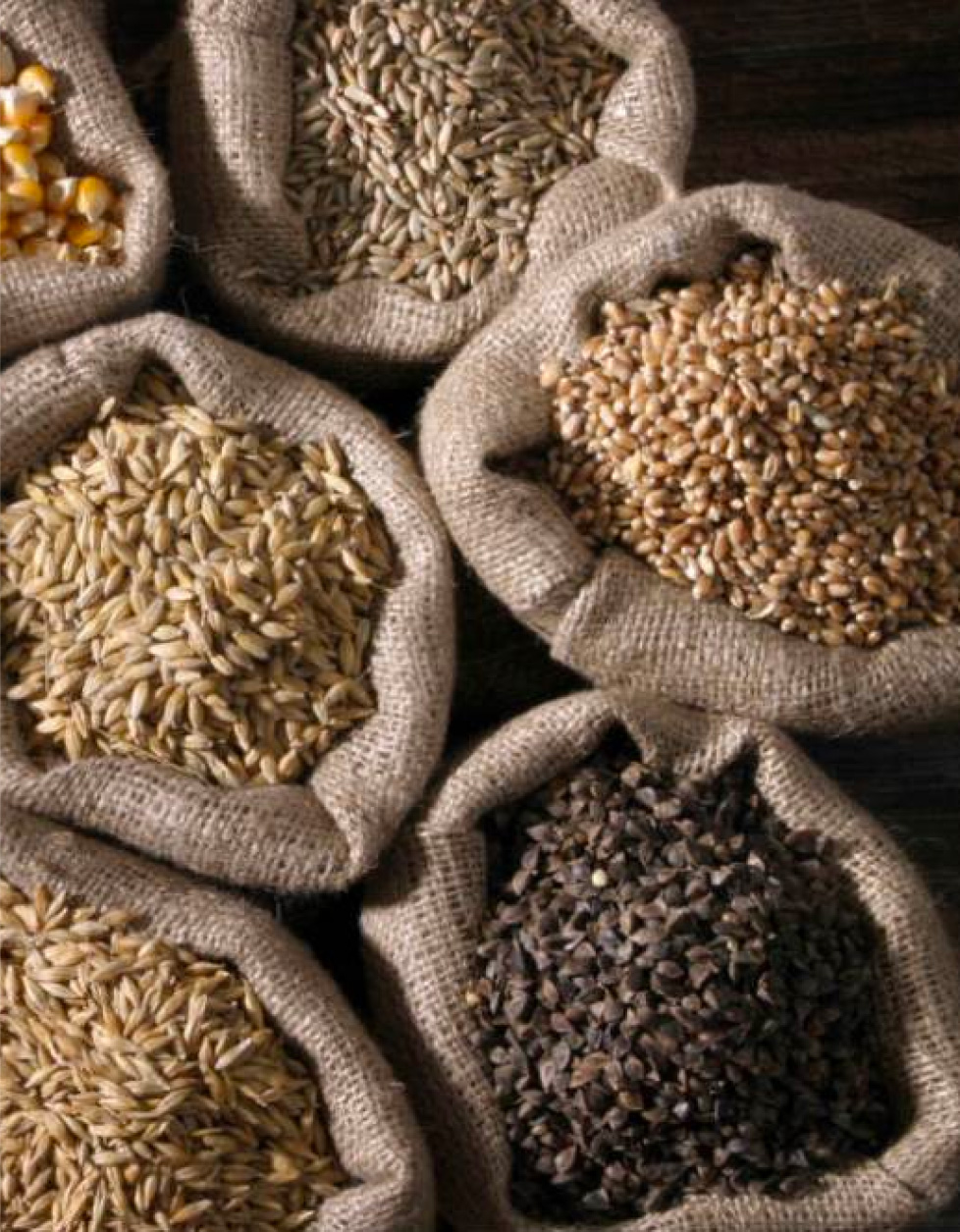 Cereals from a Tuscan farm